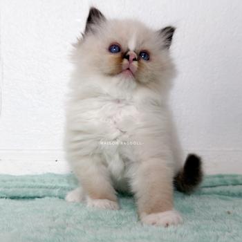 chaton Ragdoll seal point mitted Berny Flame Maison Ragdoll
