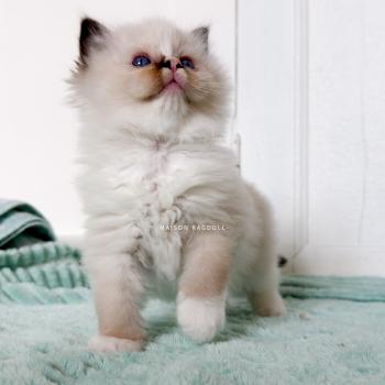 chaton Ragdoll seal point mitted Berny Flame Maison Ragdoll