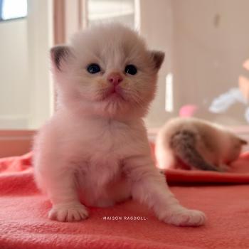 chaton Ragdoll blue point bicolor Billy Maison Ragdoll
