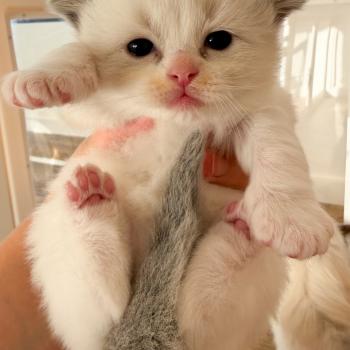 chaton Ragdoll blue point bicolor Billy Maison Ragdoll