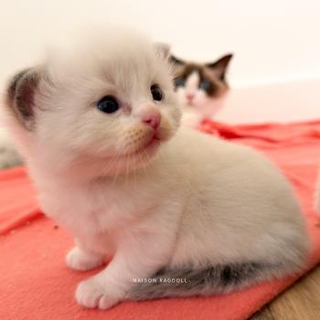 chaton Ragdoll blue point bicolor Billy Maison Ragdoll