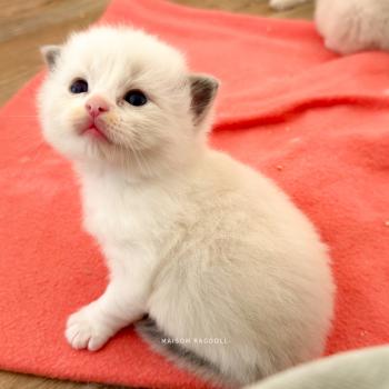chaton Ragdoll blue point bicolor Billy Maison Ragdoll