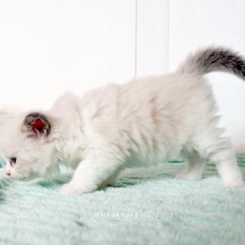 chaton Ragdoll blue point bicolor Billy Maison Ragdoll