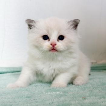 chaton Ragdoll blue point bicolor Billy Maison Ragdoll