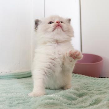 chaton Ragdoll blue point bicolor Billy Maison Ragdoll