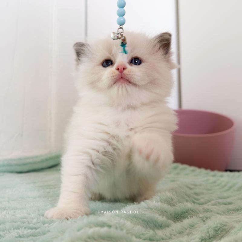 Billy Mâle Ragdoll
