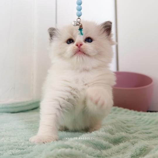 Billy Mâle Ragdoll