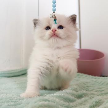 chaton Ragdoll blue point bicolor Billy Maison Ragdoll