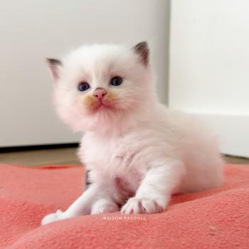 chaton Ragdoll seal point & blanc van Bobby Maison Ragdoll