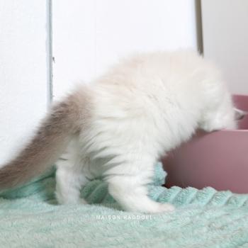 chaton Ragdoll seal point & blanc van Bobby Maison Ragdoll