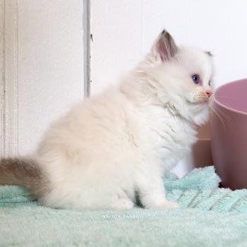 chaton Ragdoll seal point & blanc van Bobby Maison Ragdoll