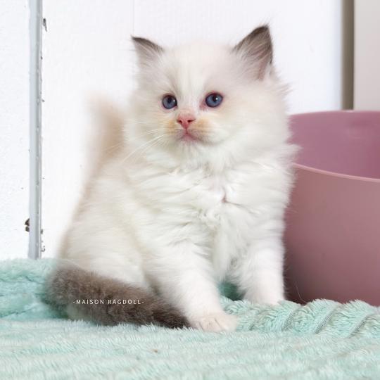 Bobby Mâle Ragdoll