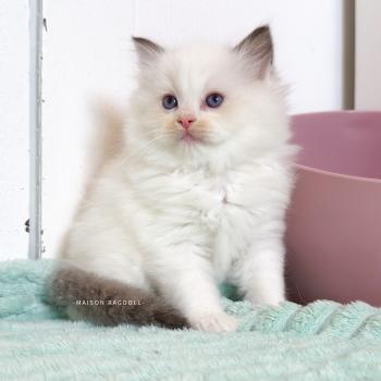 chaton Ragdoll seal point & blanc van Bobby Maison Ragdoll