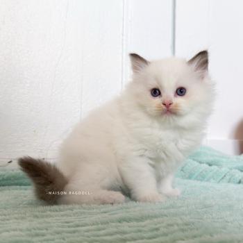 chaton Ragdoll seal point & blanc van Bobby Maison Ragdoll