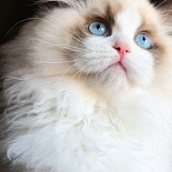 chat Ragdoll Fantômette Maison Ragdoll