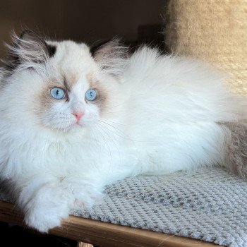 chat Ragdoll Fantômette Maison Ragdoll
