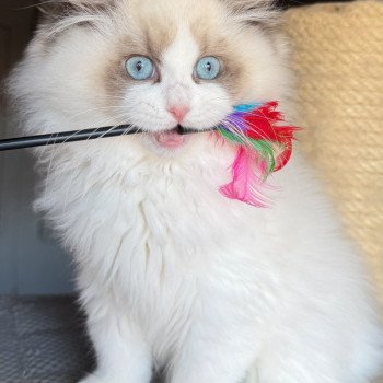 chat Ragdoll Fantômette Maison Ragdoll