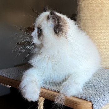 chat Ragdoll Fantômette Maison Ragdoll