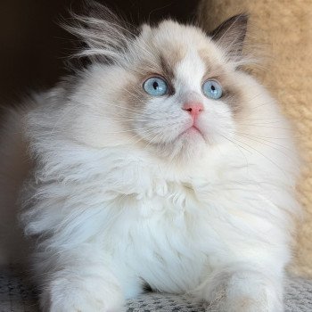 chat Ragdoll Fantômette Maison Ragdoll
