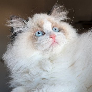 chat Ragdoll Fantômette Maison Ragdoll