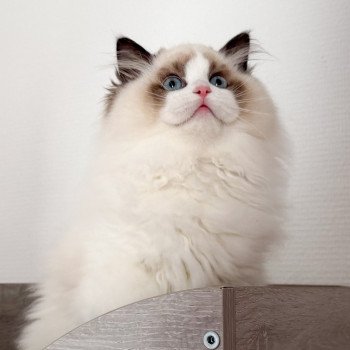 chat Ragdoll Fantômette Maison Ragdoll