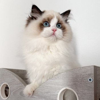 Fantômette Femelle Ragdoll