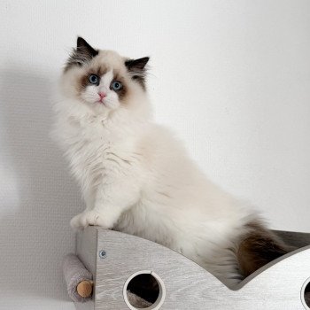 chat Ragdoll Fantômette Maison Ragdoll