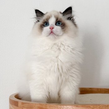 chat Ragdoll Fantômette Maison Ragdoll