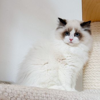 chat Ragdoll Fantômette Maison Ragdoll