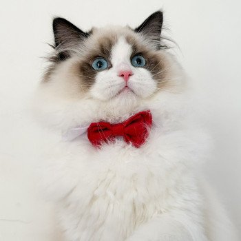 chat Ragdoll Fantômette Maison Ragdoll