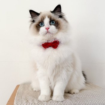 chat Ragdoll Fantômette Maison Ragdoll
