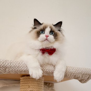 chat Ragdoll Fantômette Maison Ragdoll