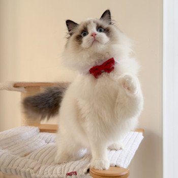 chat Ragdoll Fantômette Maison Ragdoll