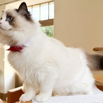 chat Ragdoll Fantômette Maison Ragdoll