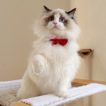 chat Ragdoll Fantômette Maison Ragdoll