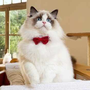 chat Ragdoll Fantômette Maison Ragdoll