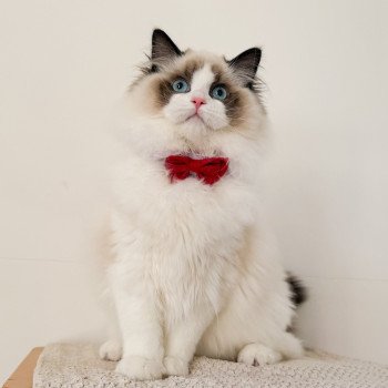 chat Ragdoll Fantômette Maison Ragdoll