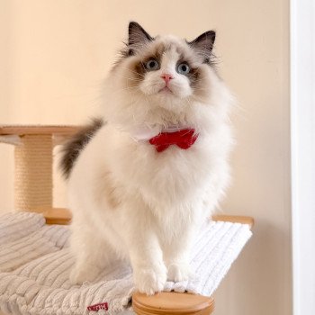 chat Ragdoll Fantômette Maison Ragdoll