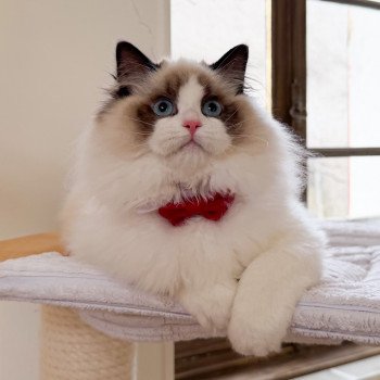chat Ragdoll Fantômette Maison Ragdoll