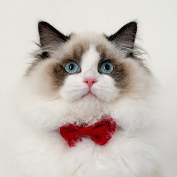 chat Ragdoll Fantômette Maison Ragdoll