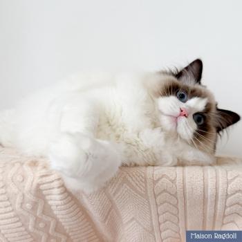 chat Ragdoll seal point bicolor Fantômette Maison Ragdoll