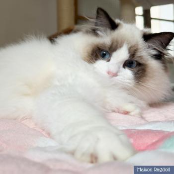 chat Ragdoll seal point bicolor Fantômette Maison Ragdoll