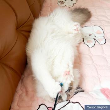 chat Ragdoll seal point bicolor Fantômette Maison Ragdoll