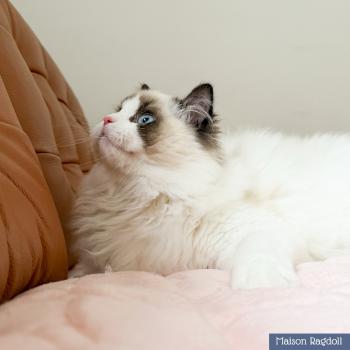 chat Ragdoll seal point bicolor Fantômette Maison Ragdoll