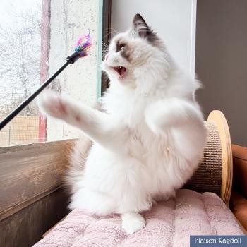 chat Ragdoll seal point bicolor Fantômette Maison Ragdoll