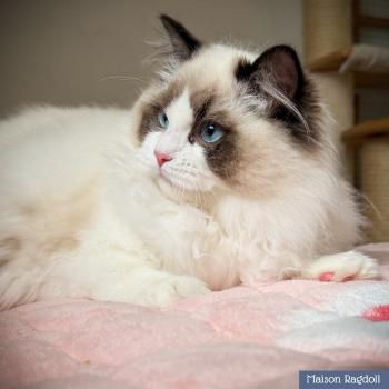 chat Ragdoll seal point bicolor Fantômette Maison Ragdoll