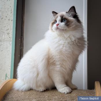 chat Ragdoll seal point bicolor Fantômette Maison Ragdoll