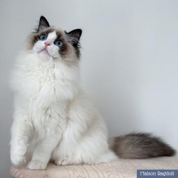 chat Ragdoll seal point bicolor Fantômette Maison Ragdoll