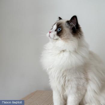 chat Ragdoll seal point bicolor Fantômette Maison Ragdoll