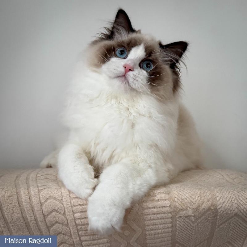 Fantômette Femelle Ragdoll